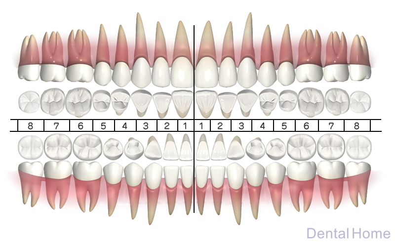 デンタルホーム